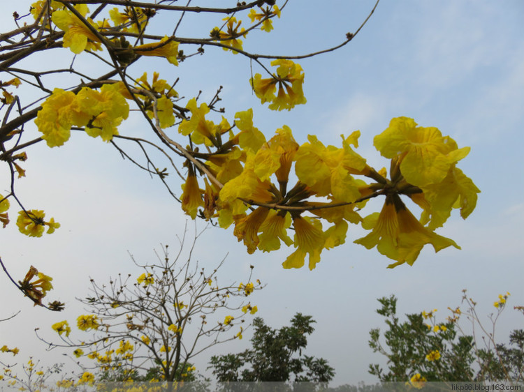 20160327 市民公园风铃花