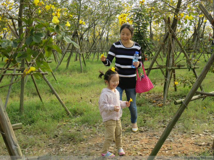 20160327 市民公园风铃花