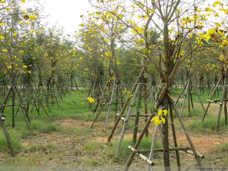 20160327 市民公园风铃花